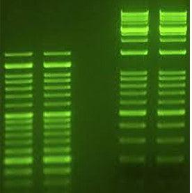 SmartGlow DNA stain - laguna scientific